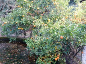 Citrus fruit at Nogi's shrine