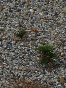 pine seedlings